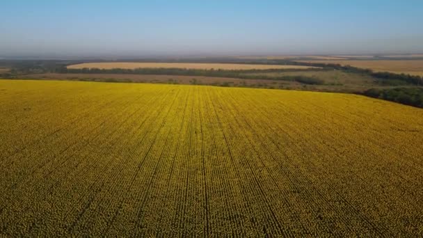 Sunflower Field Growing Industry Agriculture Farmland Flying Drone Organics Blooming — Vídeos de Stock