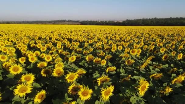 Sunflower Field Growing Industry Agriculture Farmland Flying Drone Organics Blooming — 비디오