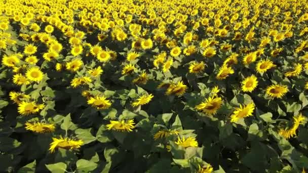 Solrosfält Växande Industri Jordbruk Jordbruksmark Flygande Drönare Organiska Blommar — Stockvideo