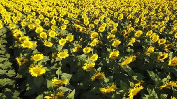 Sunflower Field Growing Industry Agriculture Farmland Flying Drone Organics Blooming — 비디오