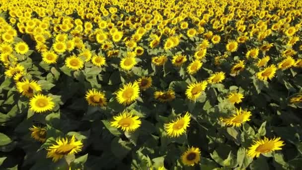 Zonnebloemveld Groeiende Industrie Landbouw Landbouwgrond Vliegen Drone Organische Stoffen Bloeien — Stockvideo