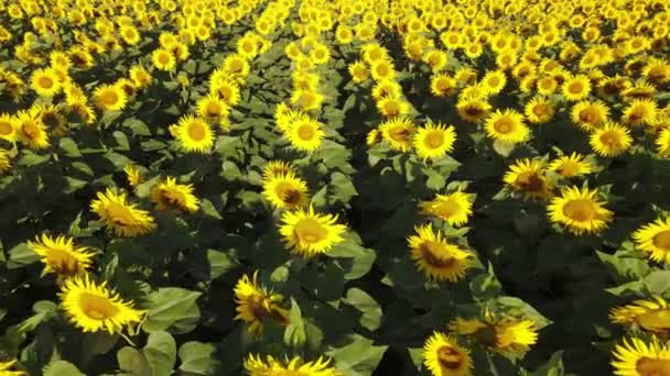 Solrosfält Växande Industri Jordbruk Jordbruksmark Flygande Drönare Organiska Blommar — Stockvideo