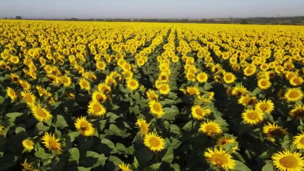 Solrosfält Växande Industri Jordbruk Jordbruksmark Flygande Drönare Organiska Blommar — Stockvideo