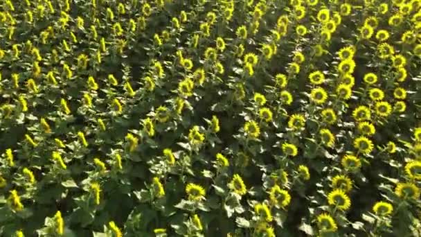 Sunflower Field Growing Industry Agriculture Farmland Flying Drone Organics Blooming — Stok video