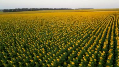 Ayçiçeği tohumu yetiştiren tarla ayçiçeği petrol endüstrisi tarlaları şafak vakti İHA ile uçuyor