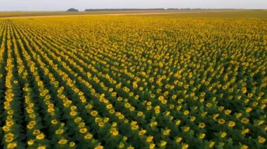 Ayçiçeği tohumu yetiştiren tarla ayçiçeği petrol endüstrisi tarlaları şafak vakti İHA ile uçuyor