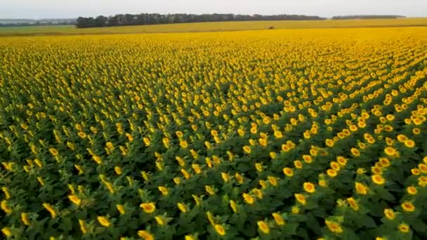 Feld Sonnenblume Wächst Samen Sonnenblumenöl Produktion Industrie Felder Der Morgendämmerung — Stockvideo