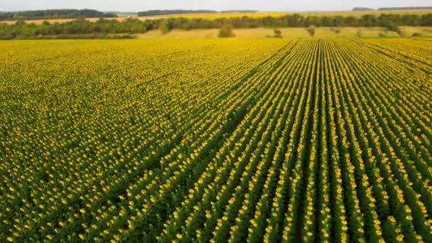 畑ひまわり栽培種ドローンで夜明けに飛行するひまわり産業分野 — ストック動画