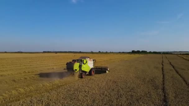 Innhøsting Hveteåkrer Ved Hjelp Flygende Droner Som Laster Kornbrød – stockvideo