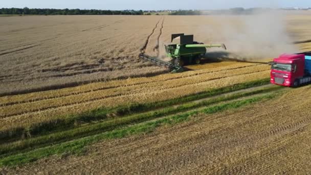 Sklízeč Pšeničných Polí Sklízí Létající Dron Náklaďák Nakládá Obilný Chléb — Stock video