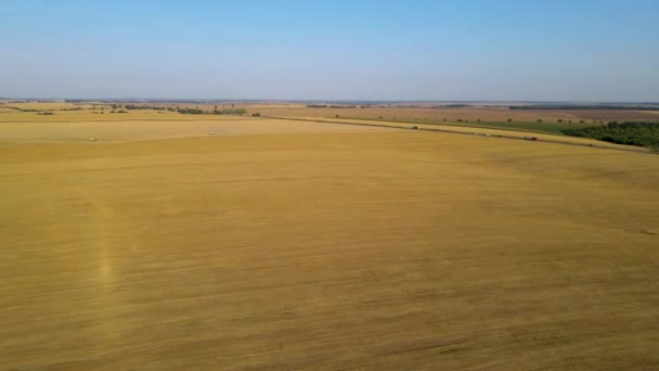 Sklízeč Pšeničných Polí Sklízí Létající Dron Náklaďák Nakládá Obilný Chléb — Stock video