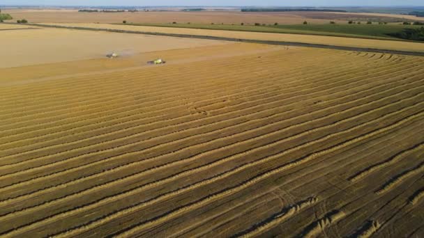 小麦畑の収穫飛行ドローントラック穀物パンをロード — ストック動画