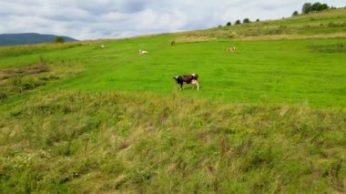 İnekler çayır dronu otlatıyor tarım sütü otlatıyor