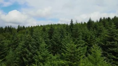 Harz Ormanı yoğun bir şekilde tepe manzarası ekti. Uçan dron yapraklı, yeşil, güzel bir manzara.