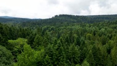 Harz Ormanı yoğun bir şekilde tepe manzarası ekti. Uçan dron yapraklı, yeşil, güzel bir manzara.