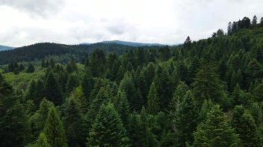 Harz Ormanı yoğun bir şekilde tepe manzarası ekti. Uçan dron yapraklı, yeşil, güzel bir manzara.