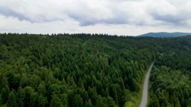 Harz Ormanı yoğun bir şekilde tepe manzarası ekti. Uçan dron yapraklı, yeşil, güzel bir manzara.