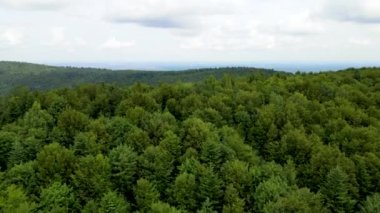 Harz Ormanı yoğun bir şekilde tepe manzarası ekti. Uçan dron yapraklı, yeşil, güzel bir manzara.