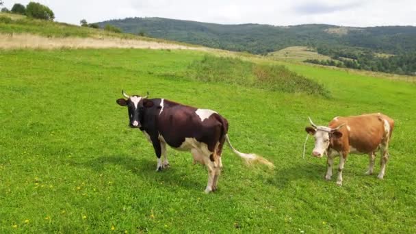 Krowy Łąka Drone Pastwiska Pastwiska Pastwiska Rolnicze Mleko — Wideo stockowe