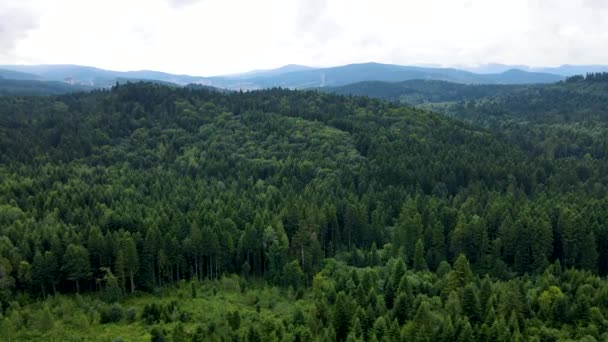 Harz Floresta Densamente Plantada Vista Superior Voando Drone Coníferas Decíduas — Vídeo de Stock