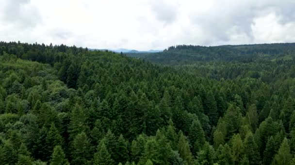 ハルツの森が密接トップビュー飛行ドローン針葉樹落葉緑の美しい景色を植え — ストック動画