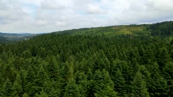 Harz Floresta Densamente Plantada Vista Superior Voando Drone Coníferas Decíduas — Vídeo de Stock