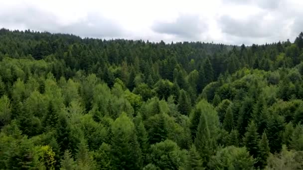 哈茨森林茂密种植顶景无人驾驶飞机针叶树落叶绿色美丽的风景 — 图库视频影像