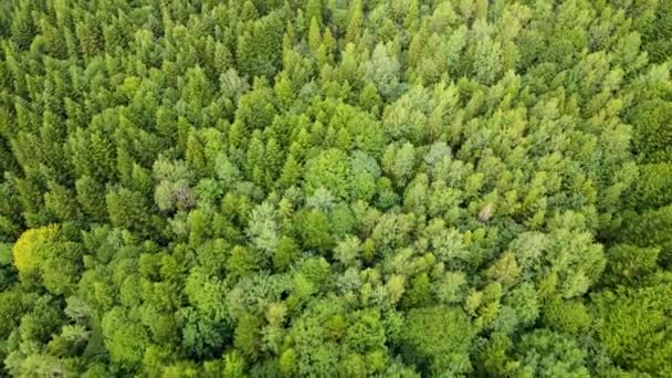 Harz Forest Densely Planted Top View Flying Drone Coniferous Deciduous — Stock Video