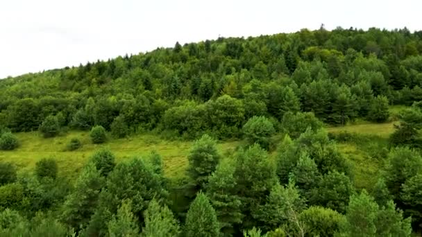 ハルツの森が密接トップビュー飛行ドローン針葉樹落葉緑の美しい景色を植え — ストック動画