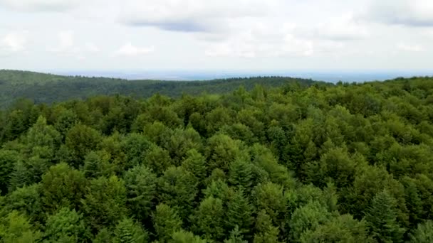 Harz Skog Tätt Planterade Ovanifrån Flygande Drönare Barrträd Lövfällande Grön — Stockvideo