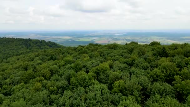 Harz Floresta Densamente Plantada Vista Superior Voando Drone Coníferas Decíduas — Vídeo de Stock