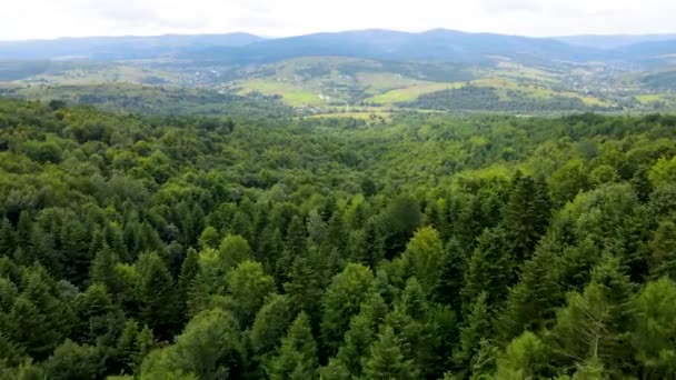 Harz Forest Densely Planted Top View Flying Drone Coniferous Deciduous — Stock Video