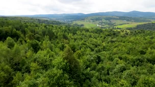 Harz Floresta Densamente Plantada Vista Superior Voando Drone Coníferas Decíduas — Vídeo de Stock