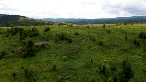 Hutan Harz Densely Planted Top View Flying Drone Coniferous Pemandangan — Stok Video