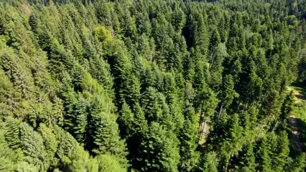 Wald Der Blick Von Der Spitze Panorama Pflanzung Lichtung Laub — Stockvideo