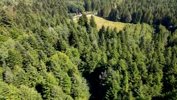 森林从顶部的全景看种植雪地落叶针叶树的无人驾驶飞机飞行 — 图库视频影像