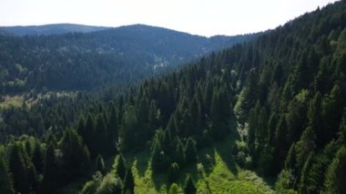 Slovenya 'nın güneyindeki uçsuz bucaksız dağ ve ormanların sarhoş edici hava manzarası. Drone ormanda uçuyor.