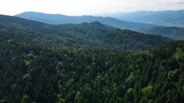 Slovenya 'nın güneyindeki uçsuz bucaksız dağ ve ormanların sarhoş edici hava manzarası. Drone ormanda uçuyor.
