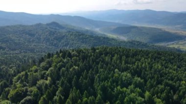 Slovenya 'nın güneyindeki uçsuz bucaksız dağ ve ormanların sarhoş edici hava manzarası. Drone ormanda uçuyor.