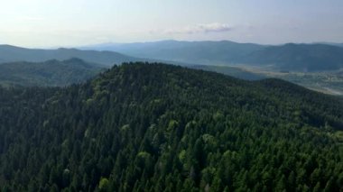 Slovenya 'nın güneyindeki uçsuz bucaksız dağ ve ormanların sarhoş edici hava manzarası. Drone ormanda uçuyor.