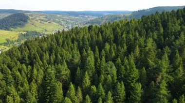 Slovenya 'nın güneyindeki uçsuz bucaksız dağ ve ormanların sarhoş edici hava manzarası. Drone ormanda uçuyor.