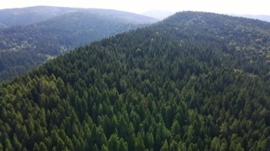 Slovenya 'nın güneyindeki uçsuz bucaksız dağ ve ormanların sarhoş edici hava manzarası. Drone ormanda uçuyor.