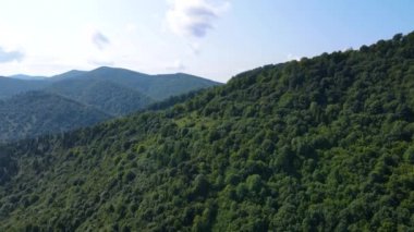 Slovenya 'nın güneyindeki uçsuz bucaksız dağ ve ormanların sarhoş edici hava manzarası. Drone ormanda uçuyor.