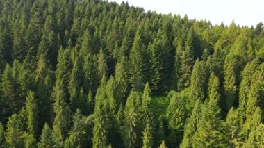 Uçsuz bucaksız bir ormandaki kuş bakışı manzaranın güzelliği. Sabahın ilk ışıklarındaki bir dronun kuş bakışı görüntüsü. Danongdafu Orman Parkı, Hualien, Tayvan 'da vuruldu..