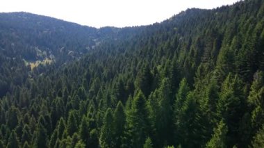 Uçsuz bucaksız bir ormandaki kuş bakışı manzaranın güzelliği. Sabahın ilk ışıklarındaki bir dronun kuş bakışı görüntüsü. Danongdafu Orman Parkı, Hualien, Tayvan 'da vuruldu..