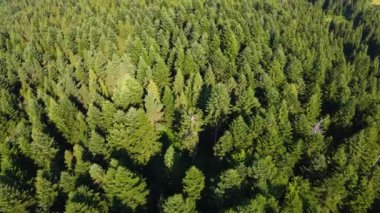 Uçsuz bucaksız bir ormandaki kuş bakışı manzaranın güzelliği. Sabahın ilk ışıklarındaki bir dronun kuş bakışı görüntüsü. Danongdafu Orman Parkı, Hualien, Tayvan 'da vuruldu..