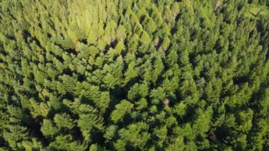 Uçsuz bucaksız bir ormandaki kuş bakışı manzaranın güzelliği. Sabahın ilk ışıklarındaki bir dronun kuş bakışı görüntüsü. Danongdafu Orman Parkı, Hualien, Tayvan 'da vuruldu..