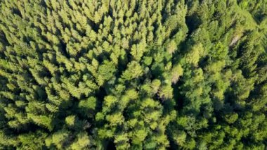 Uçsuz bucaksız bir ormandaki kuş bakışı manzaranın güzelliği. Sabahın ilk ışıklarındaki bir dronun kuş bakışı görüntüsü. Danongdafu Orman Parkı, Hualien, Tayvan 'da vuruldu..