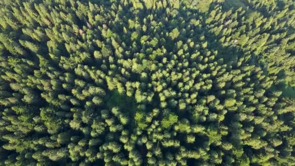 Bellissimo Paesaggio Dalla Vista Volo Uccello Una Vasta Foresta Vista — Video Stock