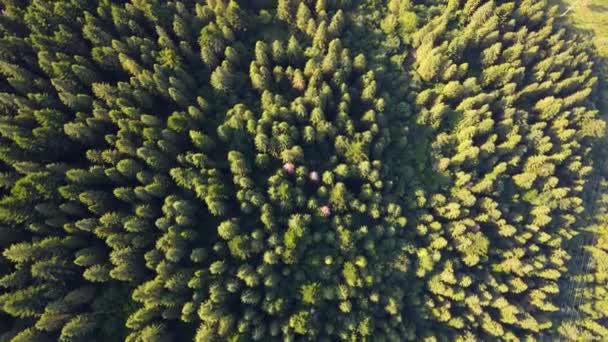 Gyönyörű Táj Madártávlatból Egy Hatalmas Erdőben Madártávlatból Egy Drónra Reggeli — Stock videók